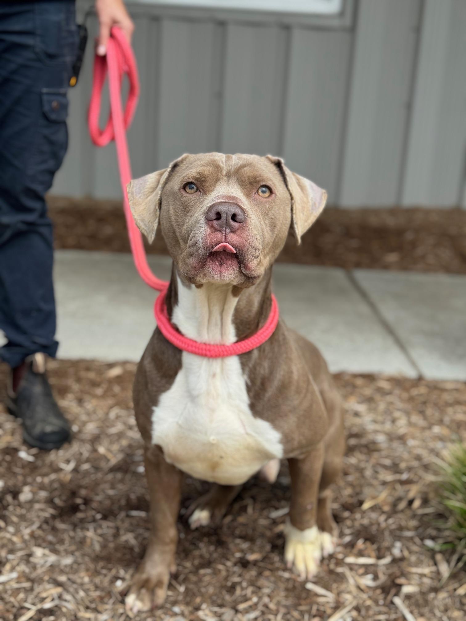 Waffles, a ADOPTABLE mixed breed in Benton Harbor, MI image 3/6