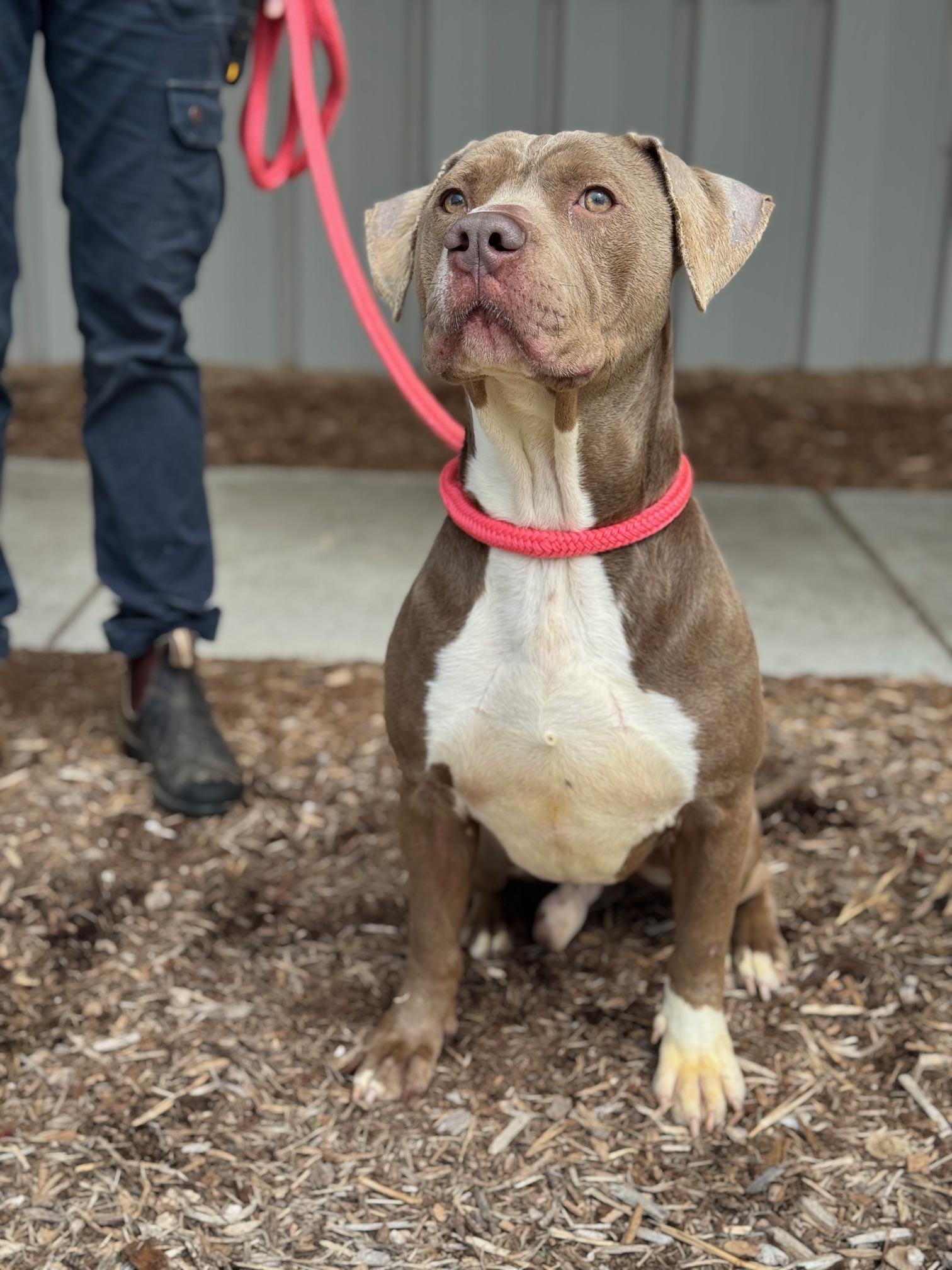 Waffles, a ADOPTABLE mixed breed in Benton Harbor, MI image 4/6