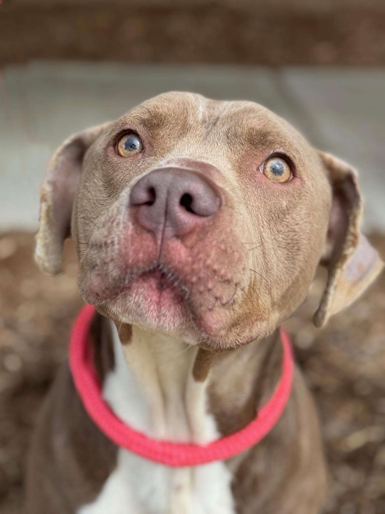 Waffles, a ADOPTABLE mixed breed in Benton Harbor, MI image 2/6