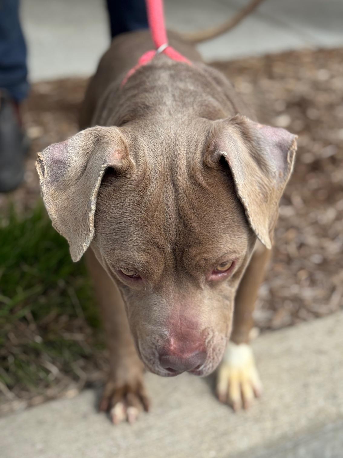 Waffles, a ADOPTABLE mixed breed in Benton Harbor, MI image 5/6