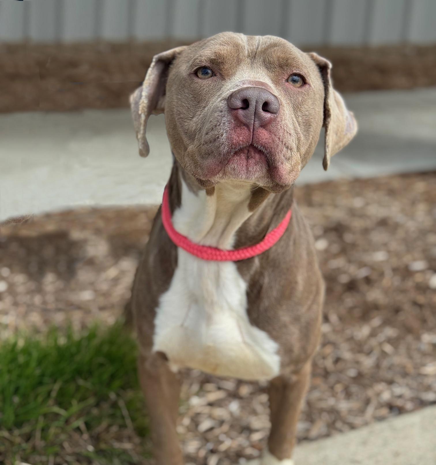 Waffles, a ADOPTABLE mixed breed in Benton Harbor, MI image 1/6