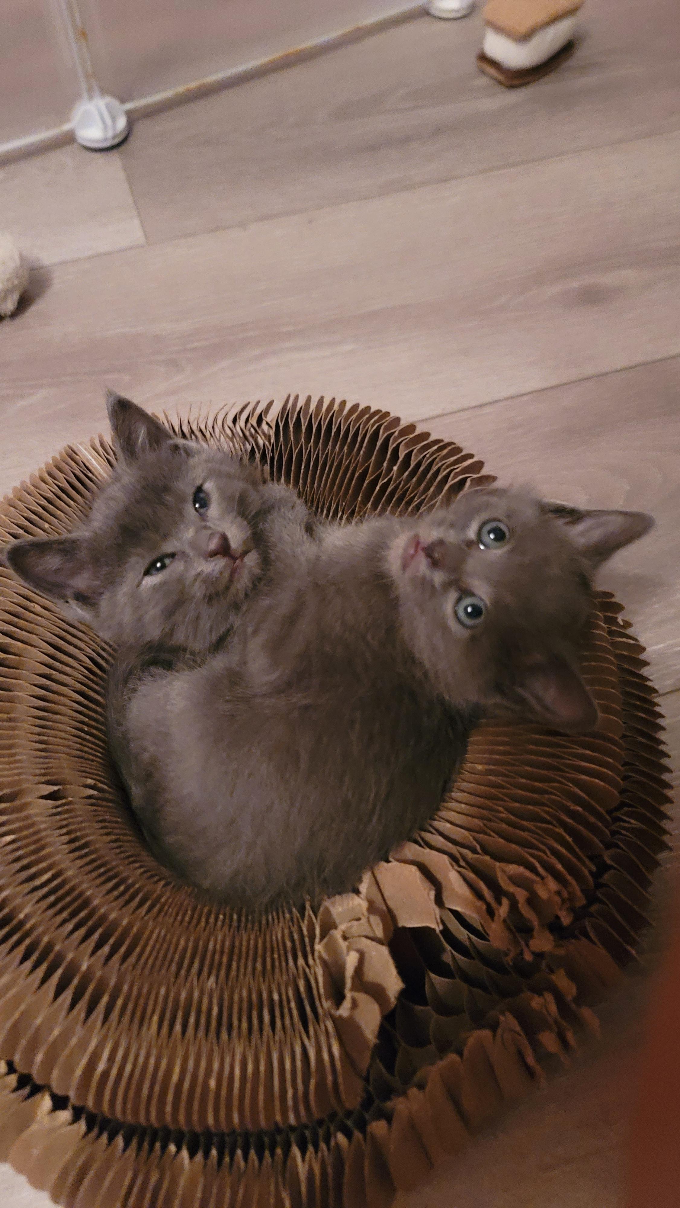 Enlarge Gryffindor, a Adoptable Domestic Short Hair in Fruit Heights, UT image 1/6