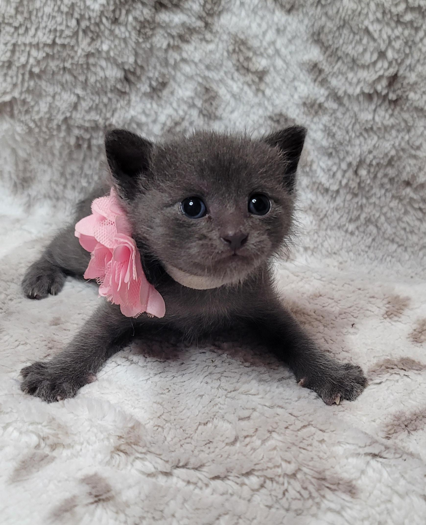 Enlarge Gryffindor, a Adoptable Domestic Short Hair in Fruit Heights, UT image 2/6