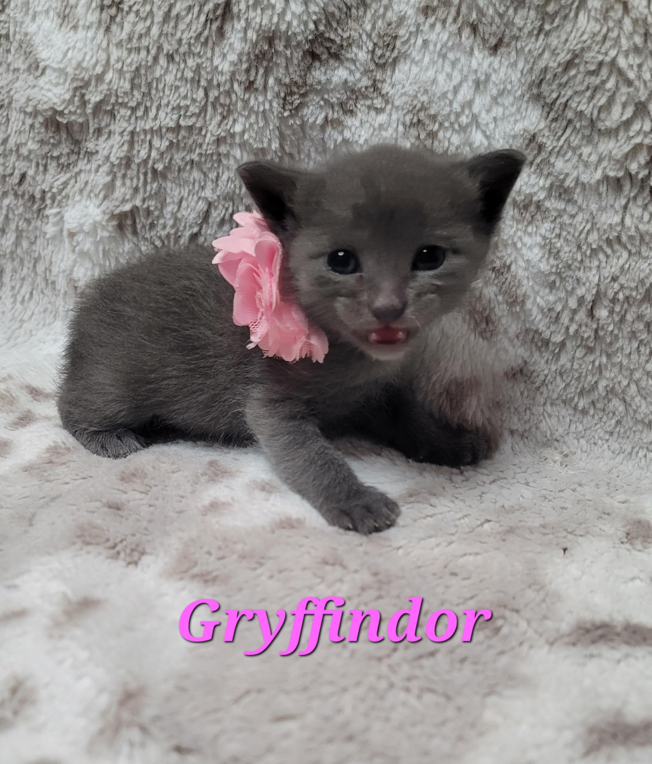 Enlarge Gryffindor, a Adoptable Domestic Short Hair in Fruit Heights, UT image 4/6
