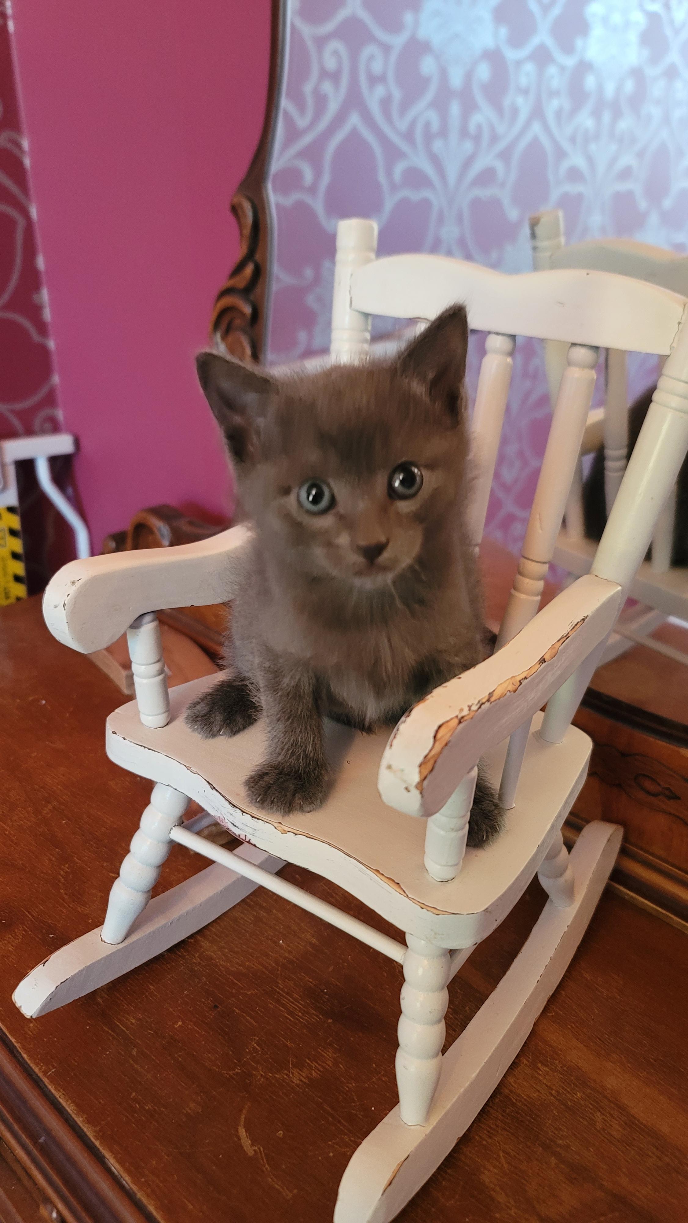 Enlarge Gryffindor, a Adoptable Domestic Short Hair in Fruit Heights, UT image 5/6