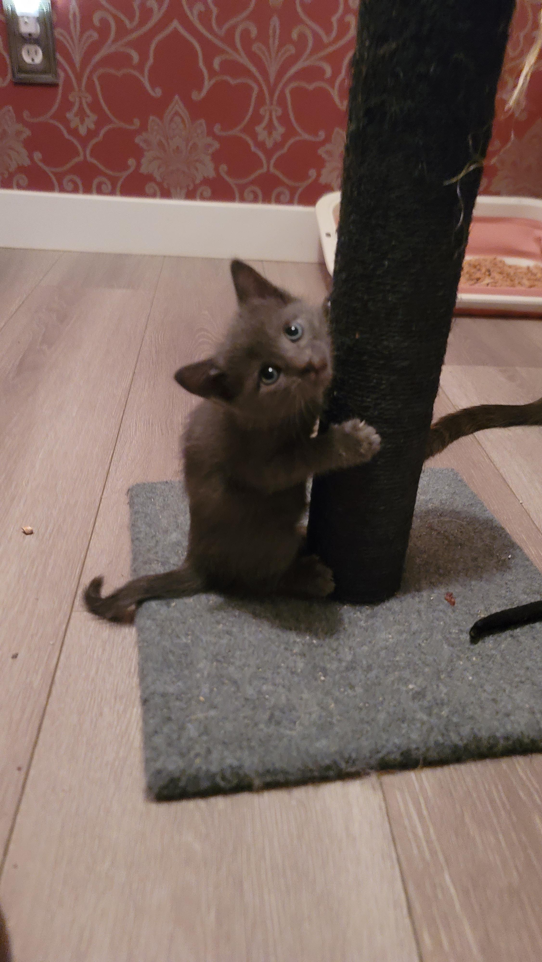 Enlarge Gryffindor, a Adoptable Domestic Short Hair in Fruit Heights, UT image 6/6
