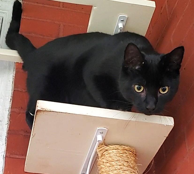 Birdie & Chief, a Adoptable Domestic Short Hair in Lansdowne, PA image 1/6