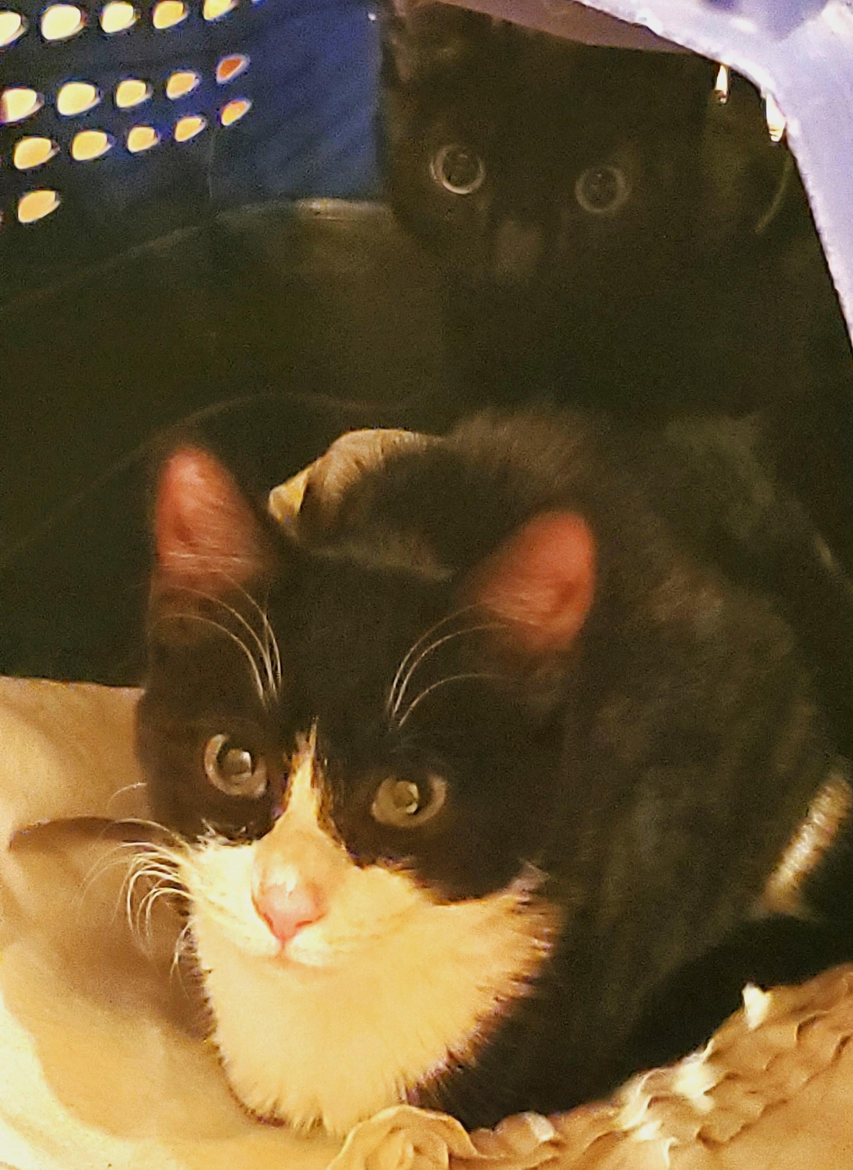 Birdie & Chief, a Adoptable Domestic Short Hair in Lansdowne, PA image 2/6