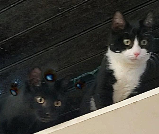 Birdie & Chief, a Adoptable Domestic Short Hair in Lansdowne, PA image 3/6