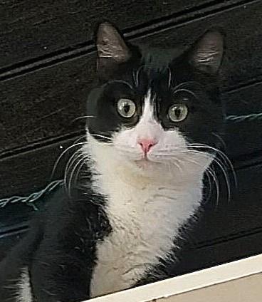 Birdie & Chief, a Adoptable Domestic Short Hair in Lansdowne, PA image 4/6