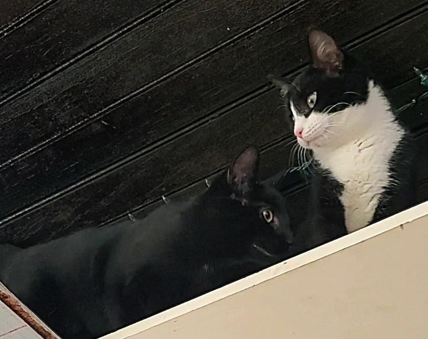 Birdie & Chief, a Adoptable Domestic Short Hair in Lansdowne, PA image 5/6