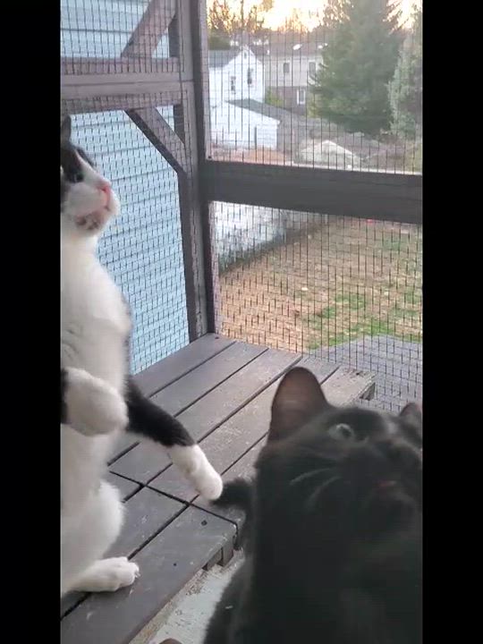 Enlarge Birdie & Chief, a Adoptable Domestic Short Hair in Lansdowne, PA video 6/6