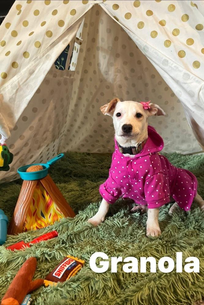 Granola, Adoptable, Puppy Female Mixed Breed.