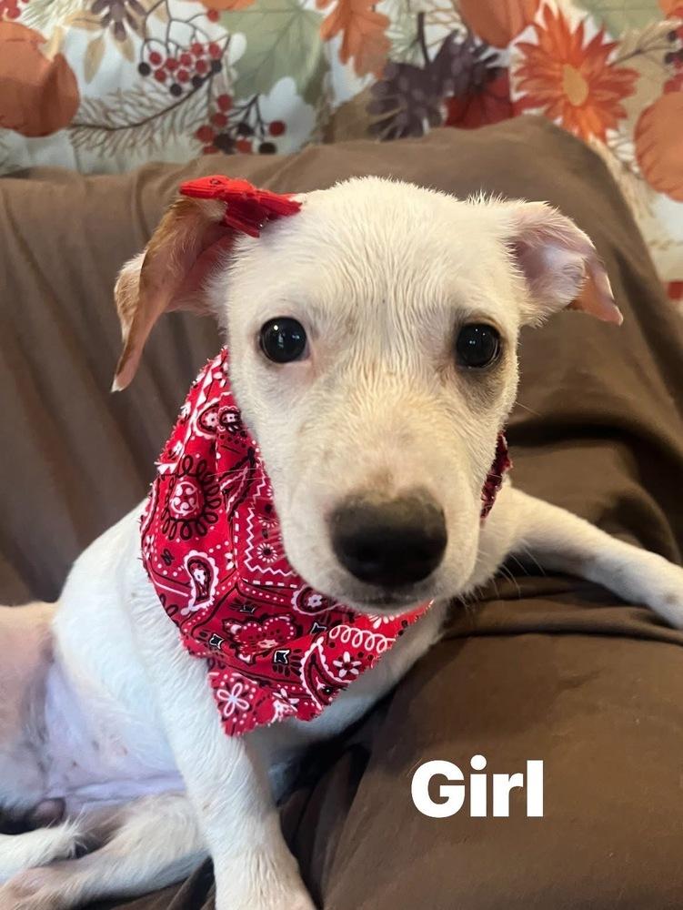 Enlarge Granola, a Adoptable mixed breed in Scranton, PA image 2/2