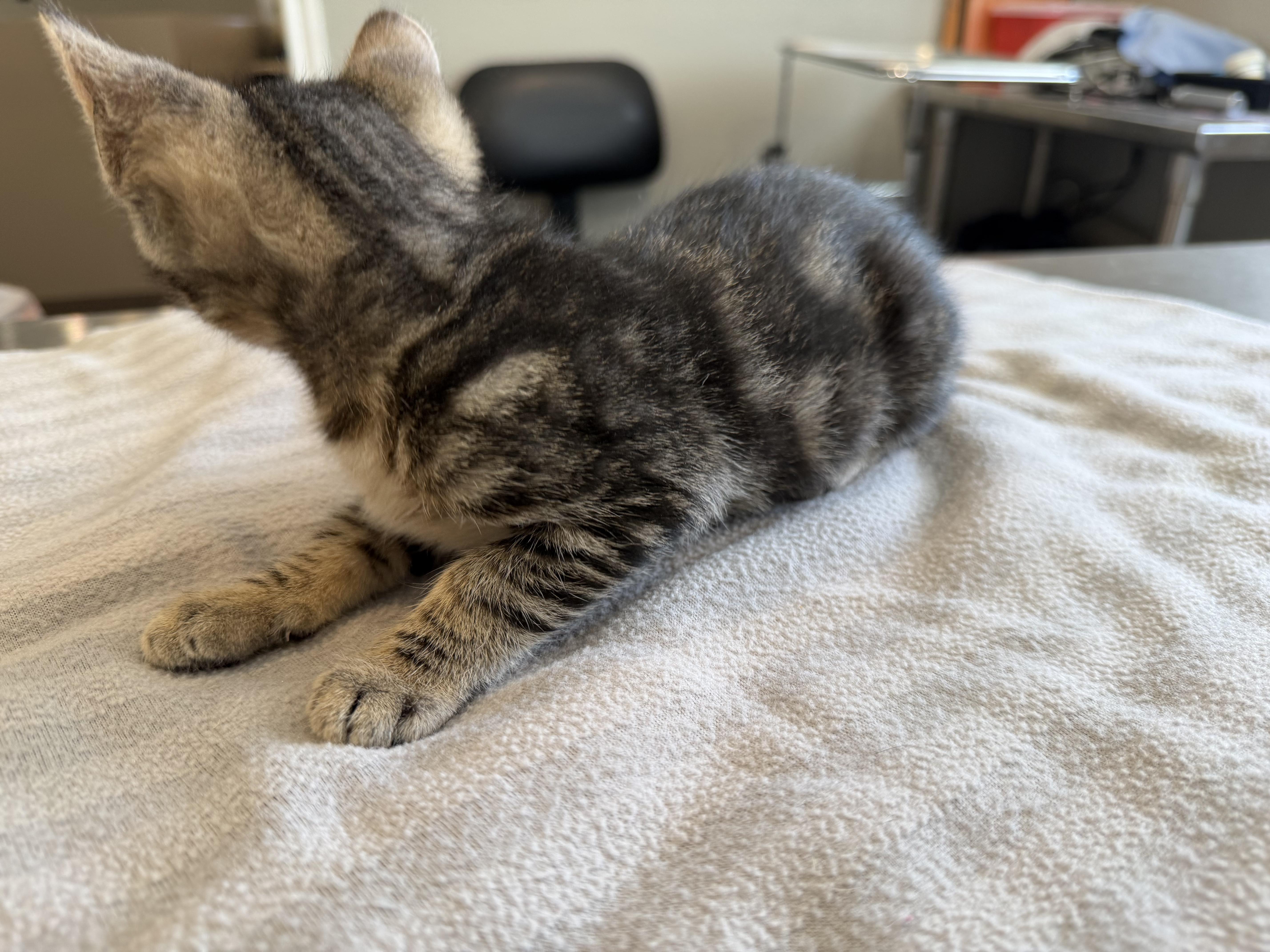 Octavia, a ADOPTABLE Domestic Short Hair in Bloomsdale, MO image 4/4