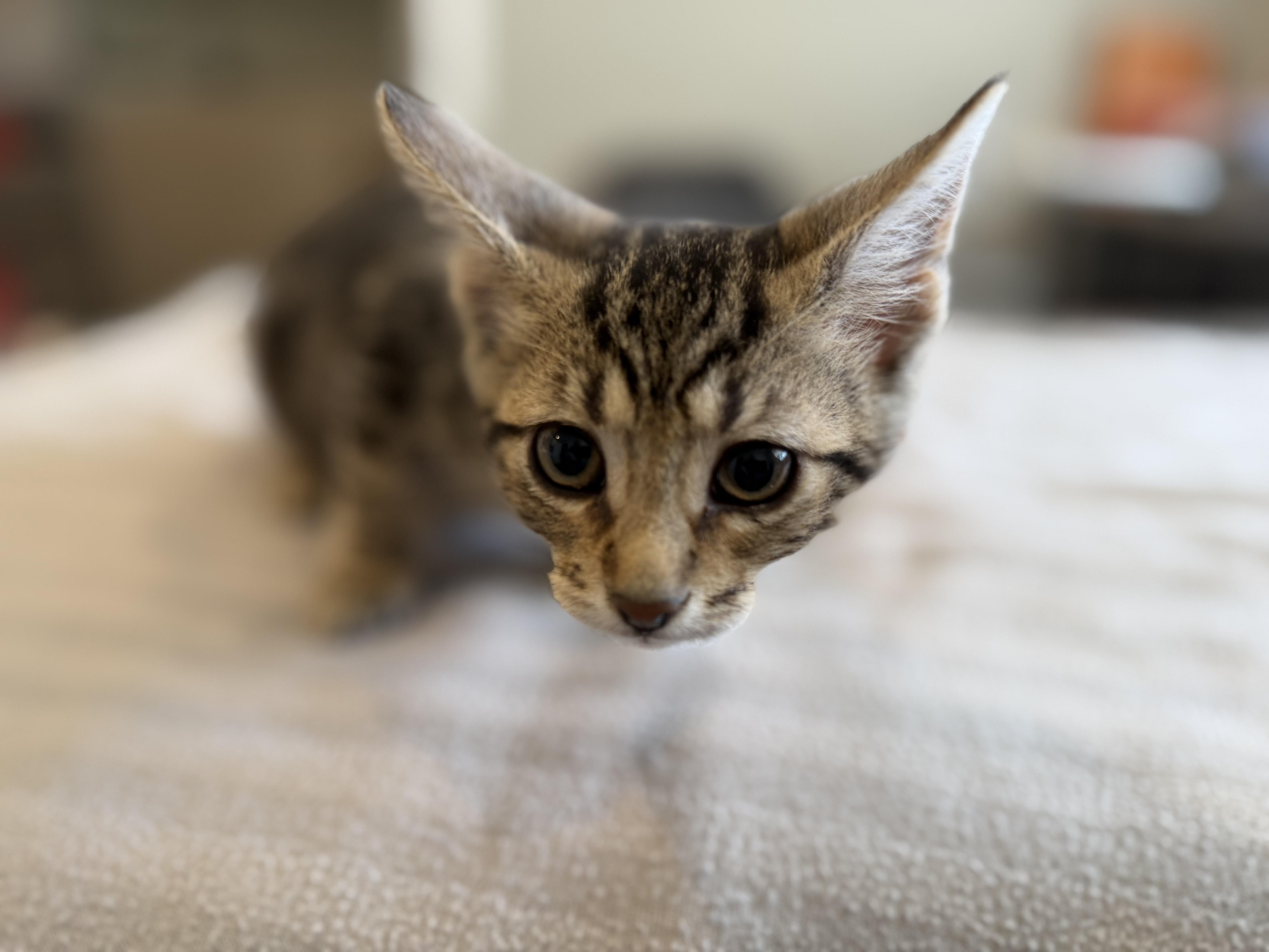 Octavia, a ADOPTABLE Domestic Short Hair in Bloomsdale, MO image 3/4