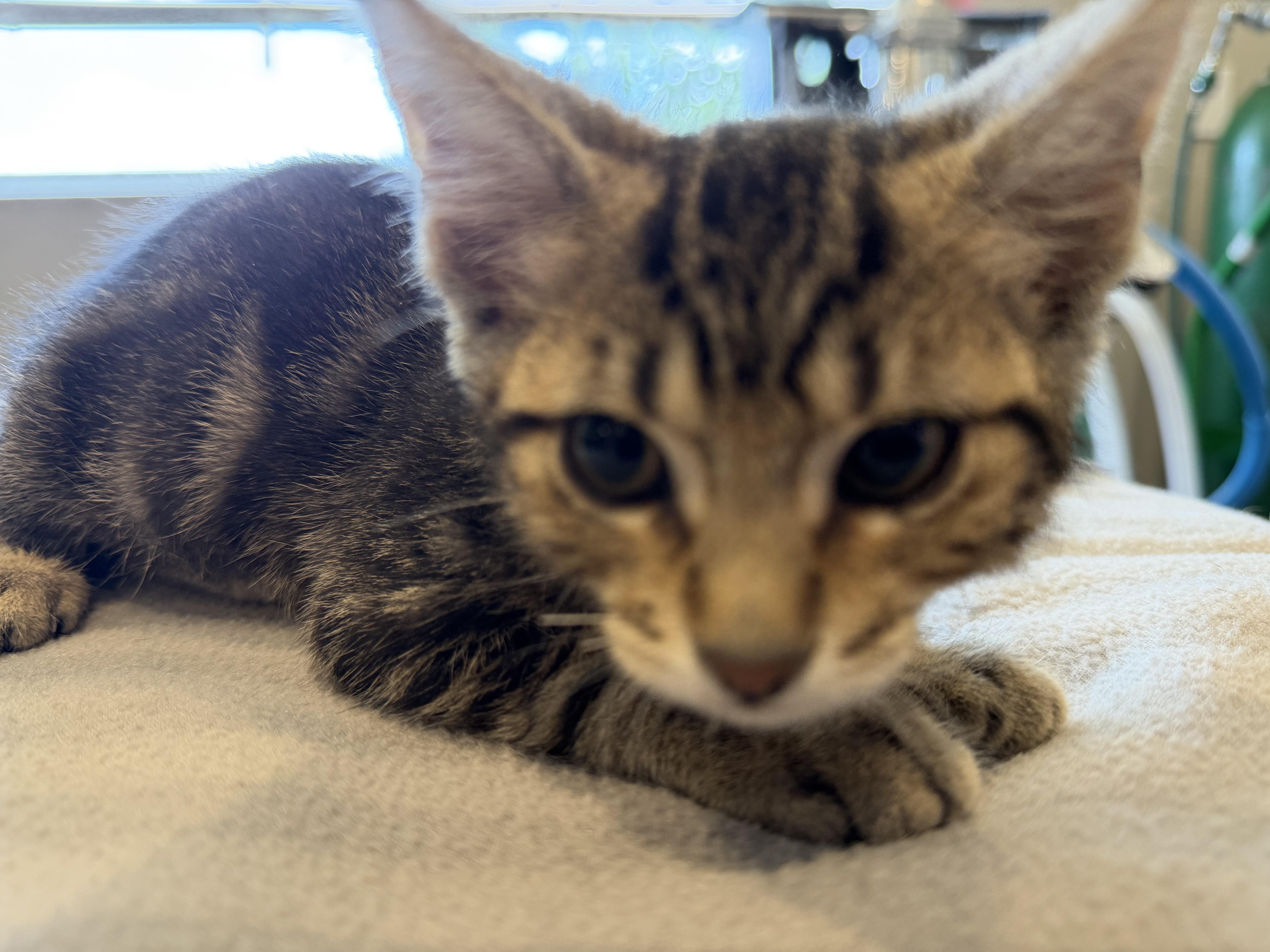 Octavia, ADOPTABLE, Kitten Female Domestic Short Hair.
