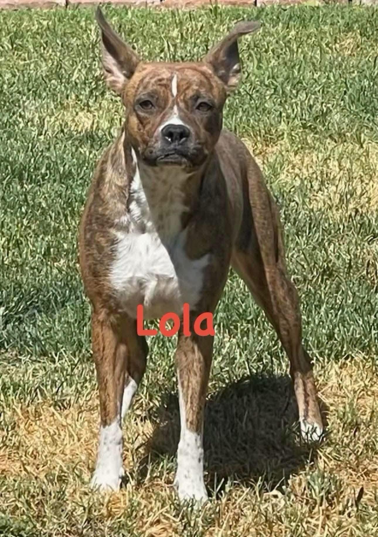 Enlarge Lola, a Adoptable mixed breed in Colorado Springs, CO image 2/4