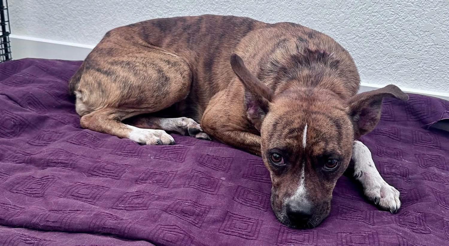 Enlarge Lola, a Adoptable mixed breed in Colorado Springs, CO image 3/4