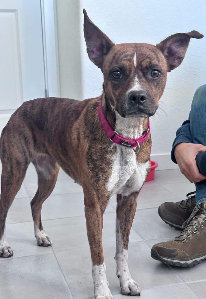 Lola, Adoptable, Adult Female Boxer & Dutch Shepherd.