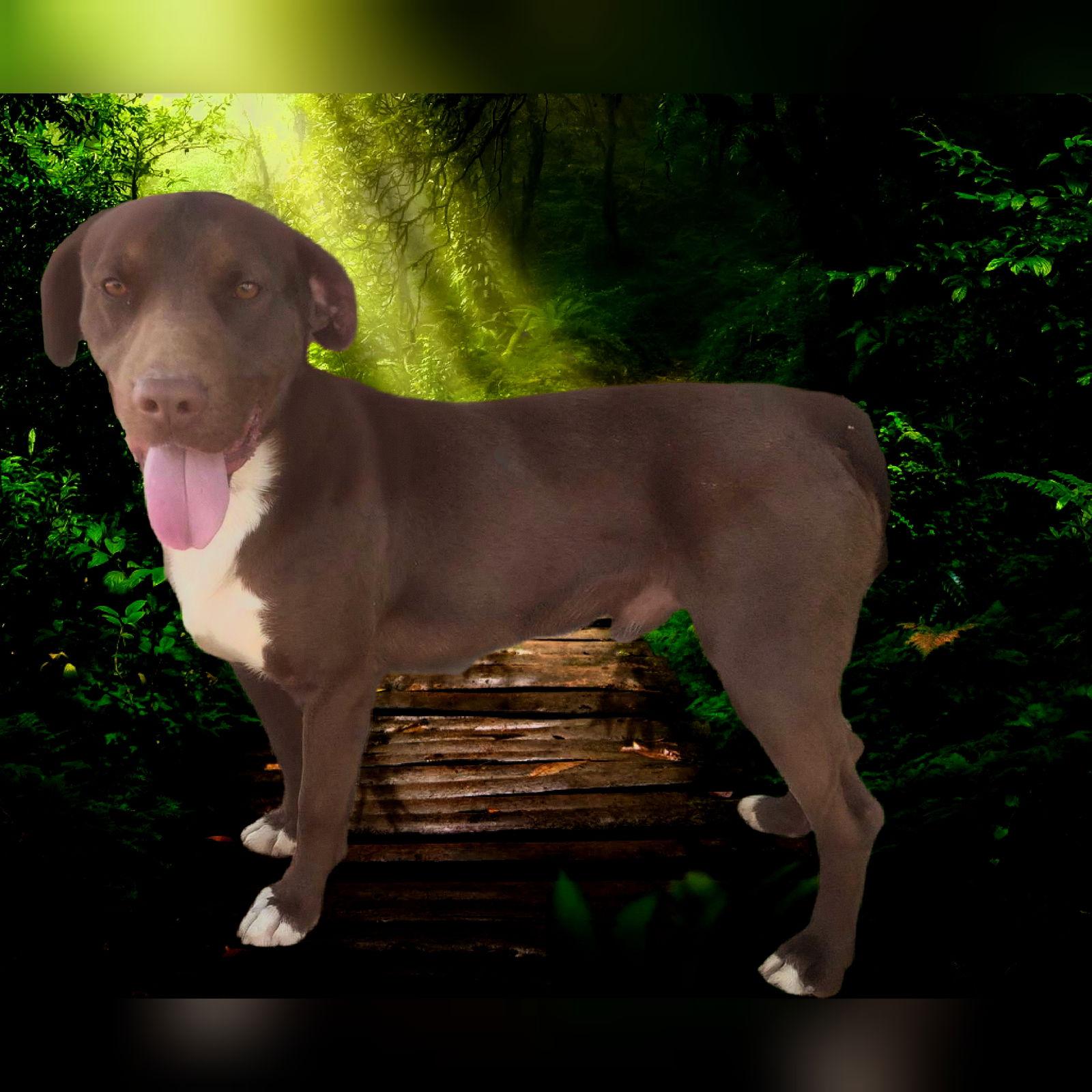 Diego, a Adoptable Chocolate Labrador Retriever in Apple Valley, CA image 1/3