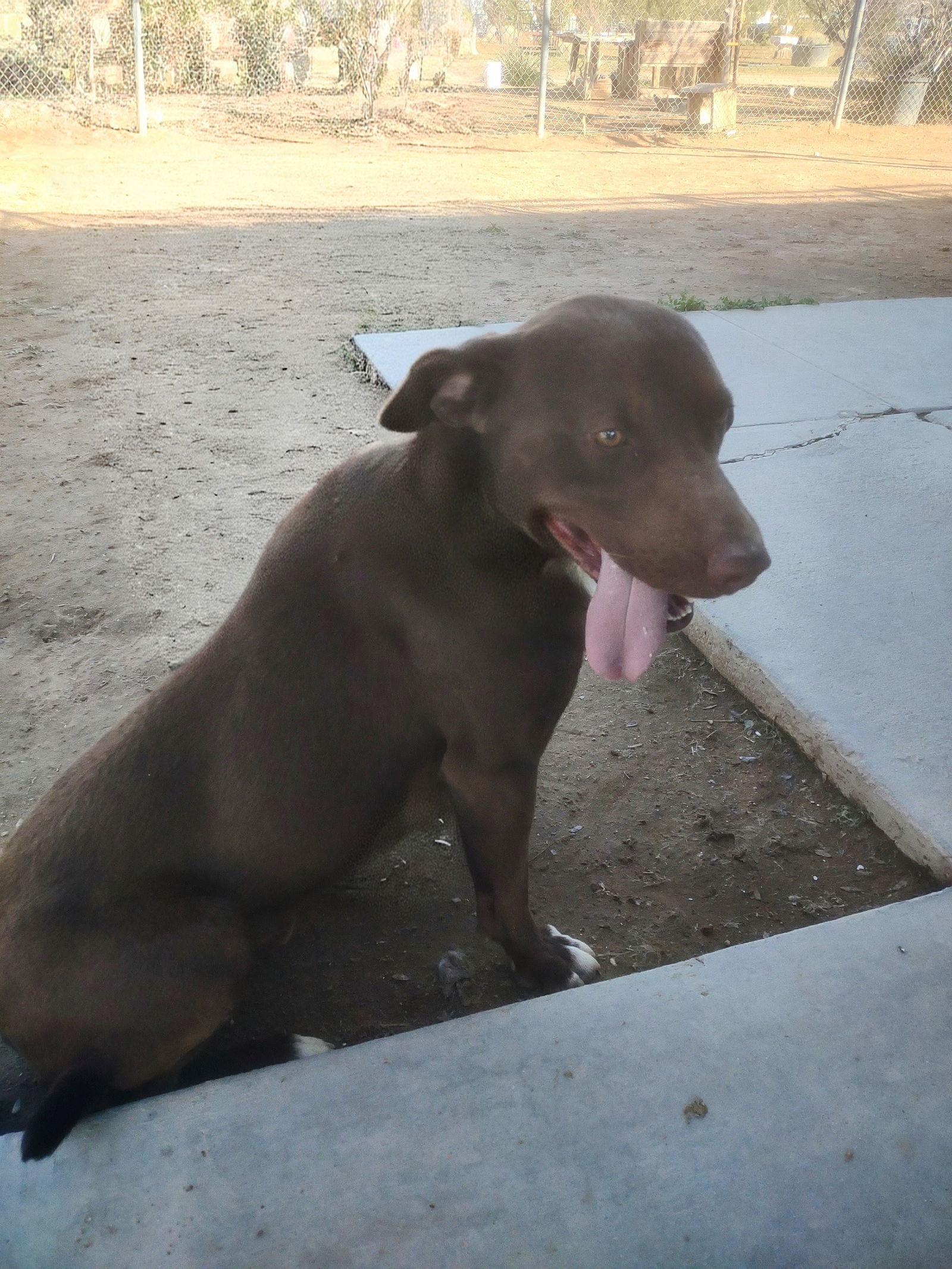 Diego, a Adoptable Chocolate Labrador Retriever in Apple Valley, CA image 2/3