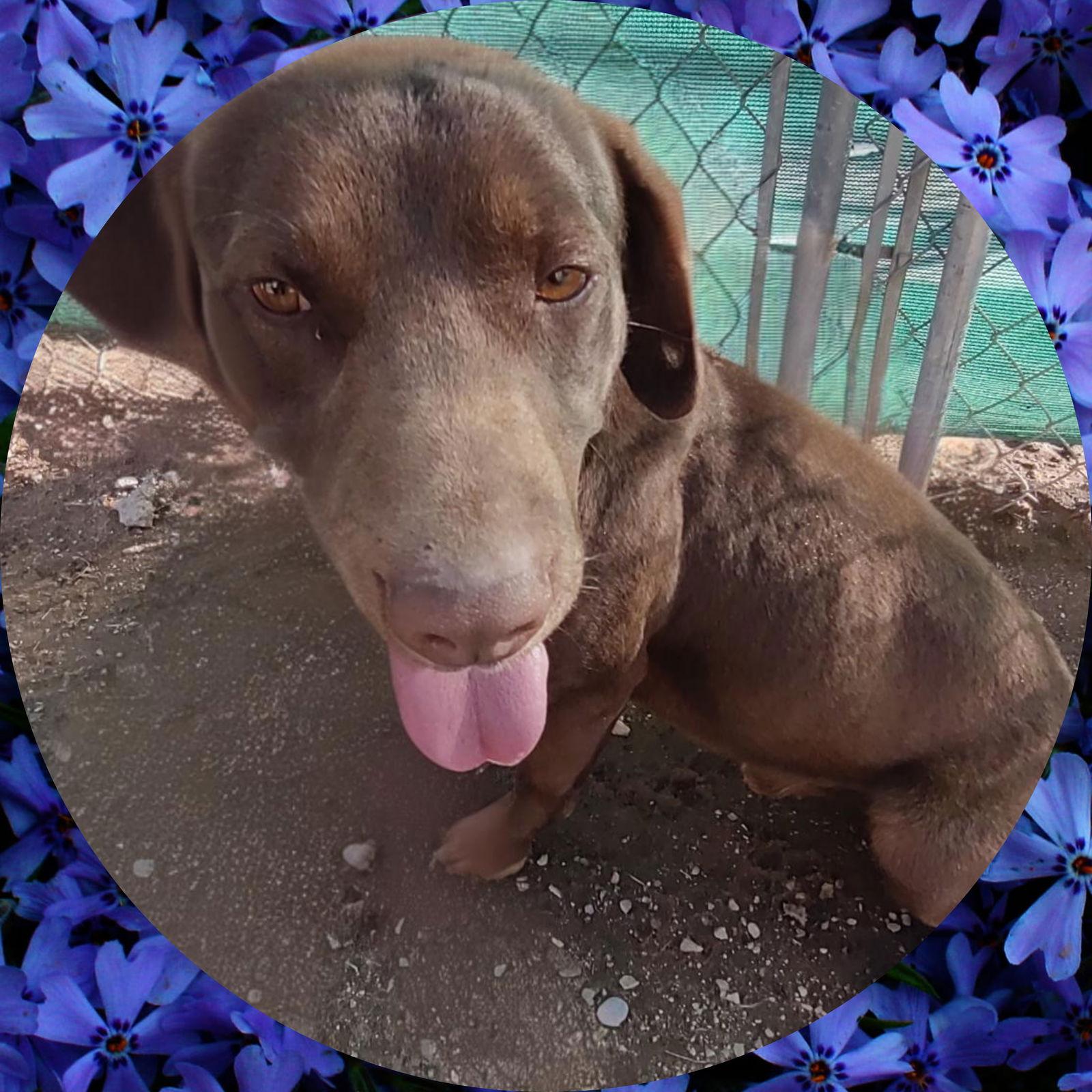 Diego, a Adoptable Chocolate Labrador Retriever in Apple Valley, CA image 3/3