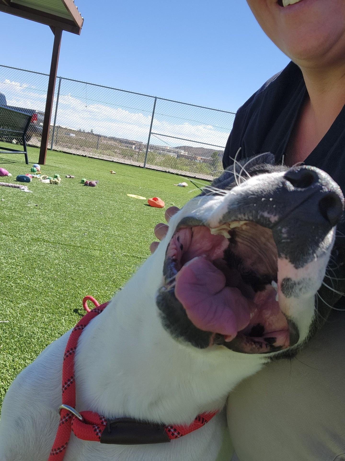 Enlarge White-Wing, a Adoptable mixed breed in Truth or Consequences , NM image 3/6