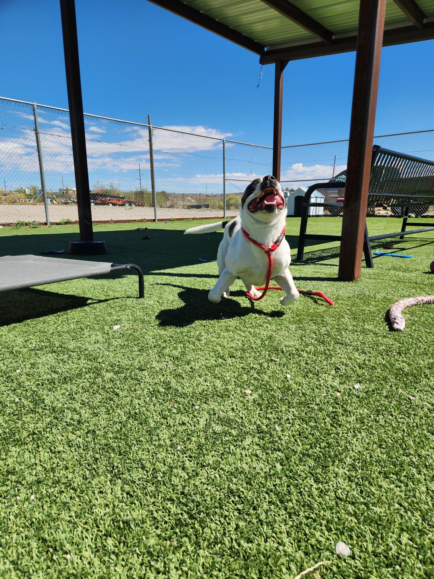 Enlarge White-Wing, a Adoptable mixed breed in Truth or Consequences , NM image 6/6