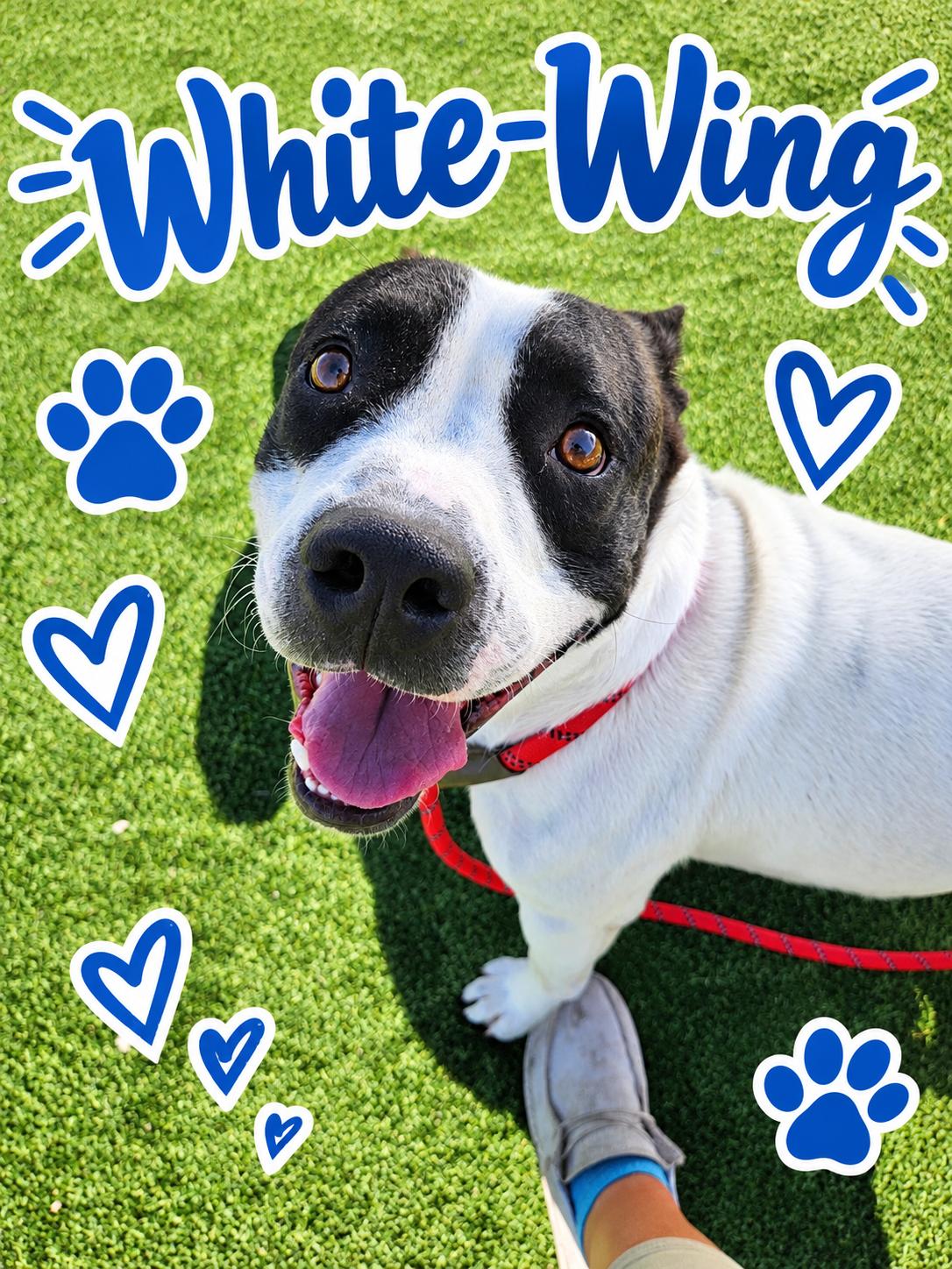 White-Wing, Adoptable, Adult Male Labrador Retriever.