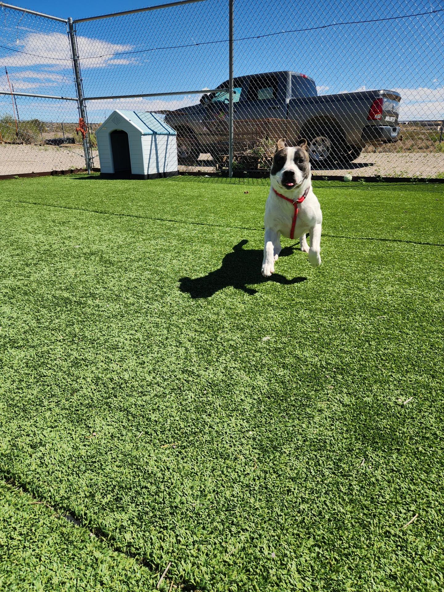 Enlarge White-Wing, a Adoptable mixed breed in Truth or Consequences , NM image 2/6