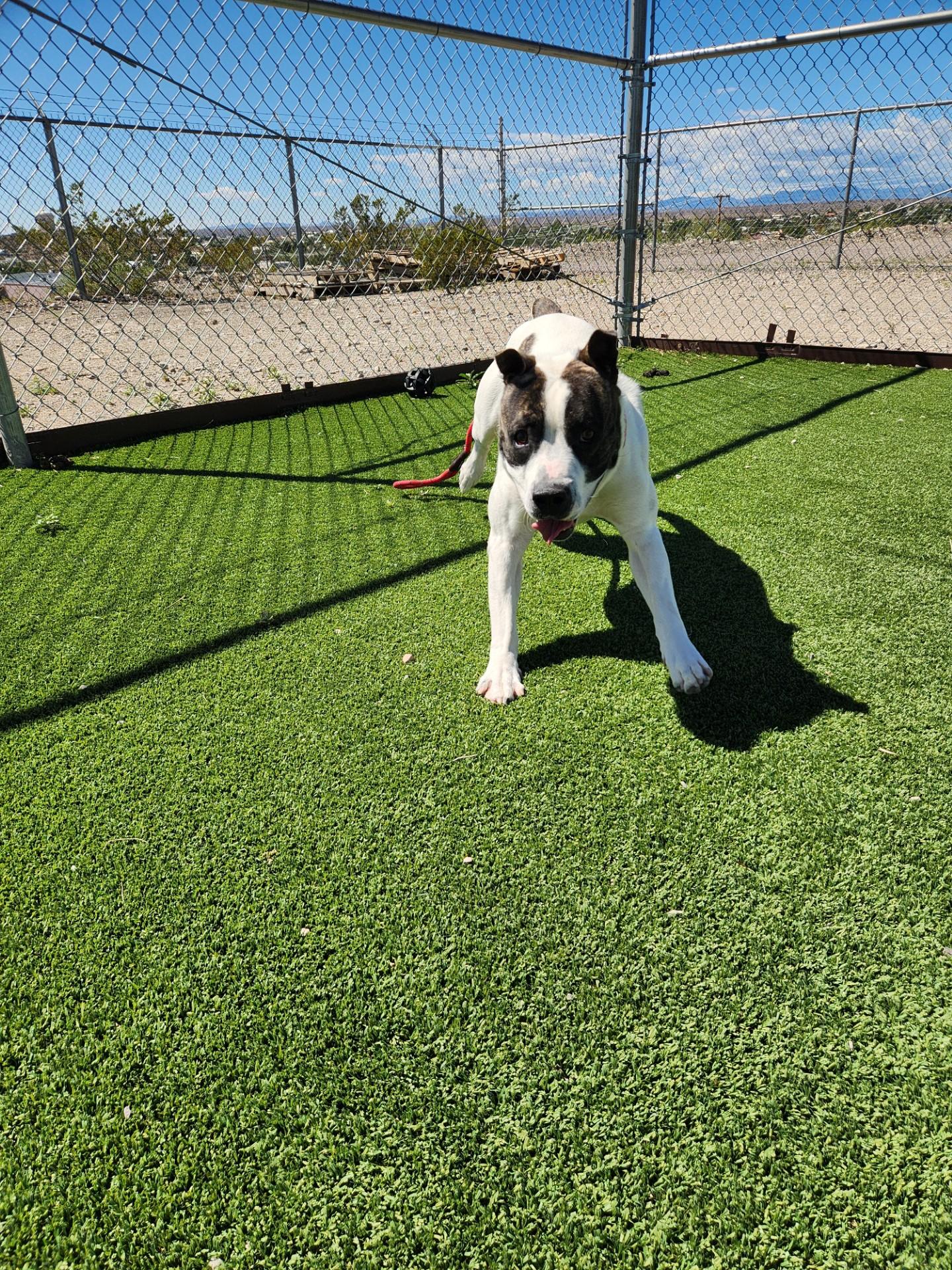 Enlarge White-Wing, a Adoptable mixed breed in Truth or Consequences , NM image 5/6