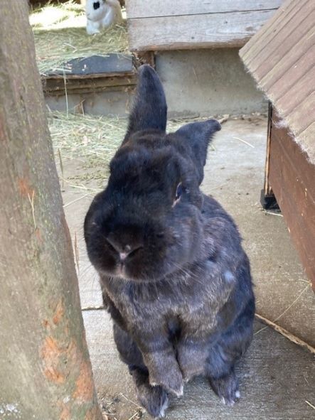 Shadow, Senior Female unknown