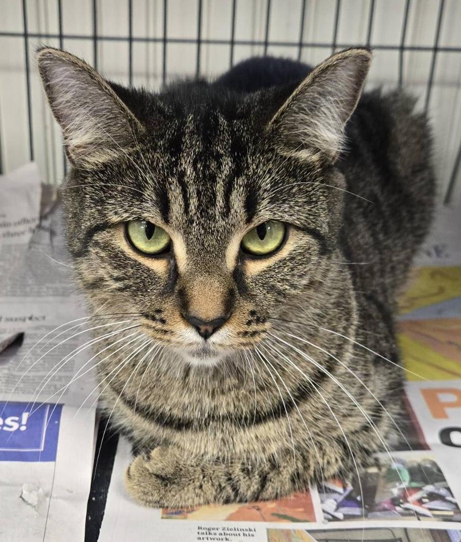 Sis, a Adoptable Domestic Short Hair in Parma, OH image 4/4