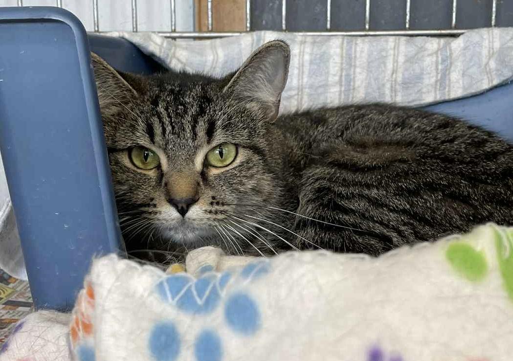 Sis, a Adoptable Domestic Short Hair in Parma, OH image 2/4