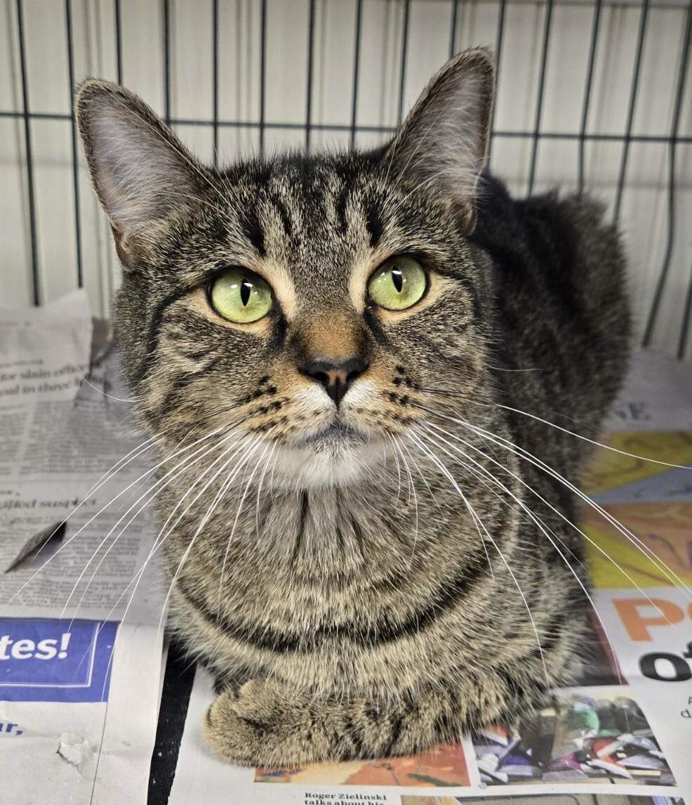 Sis, a Adoptable Domestic Short Hair in Parma, OH image 3/4