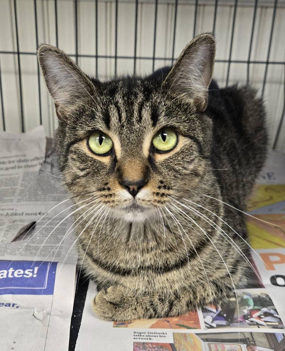 Sis, a Adoptable Domestic Short Hair in Parma, OH image 1/4