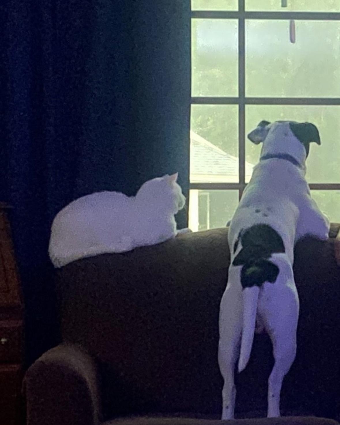 Enlarge Marino, a Adoptable mixed breed in New Boston, NH image 3/6