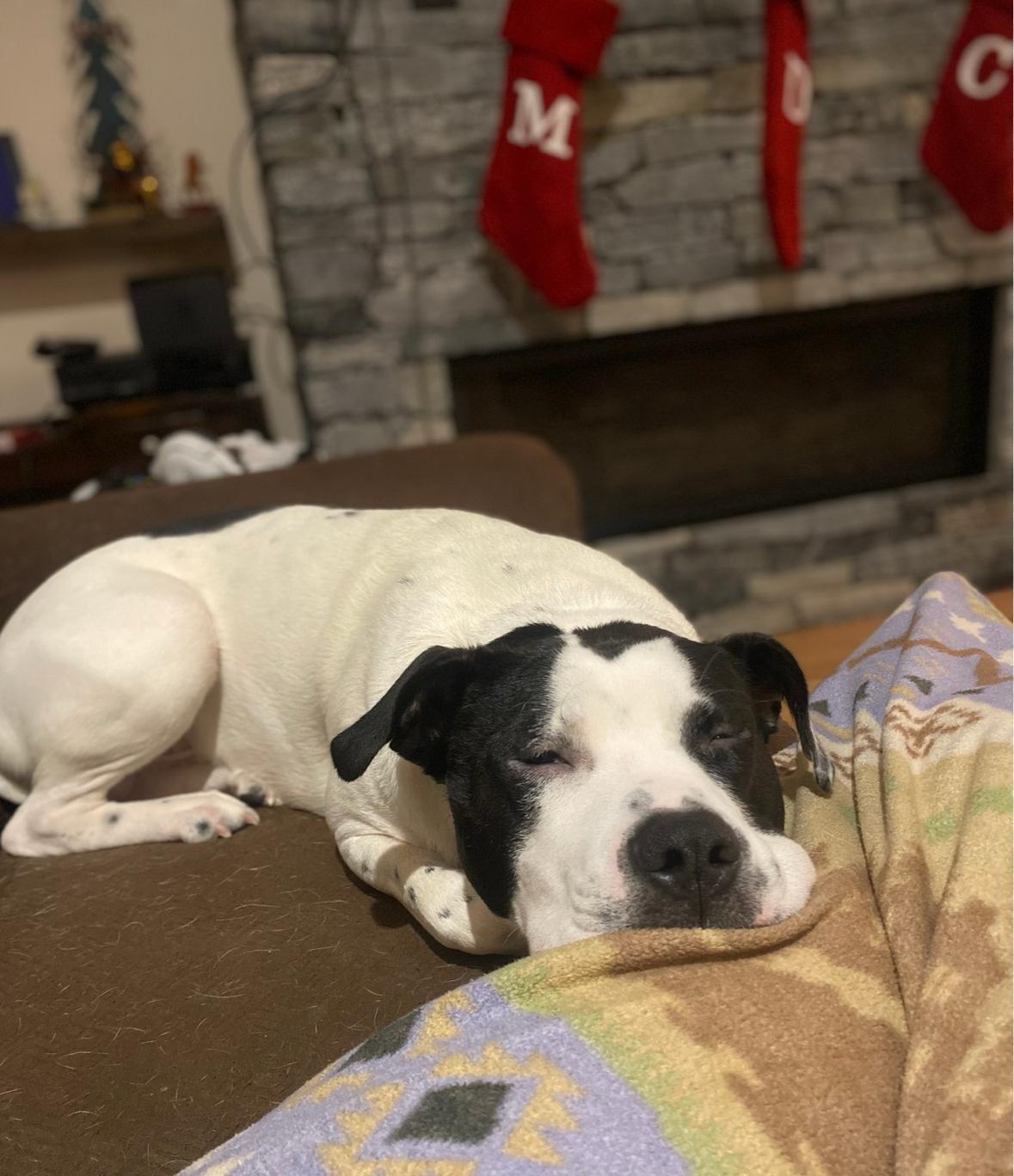 Enlarge Marino, a Adoptable mixed breed in New Boston, NH image 5/6