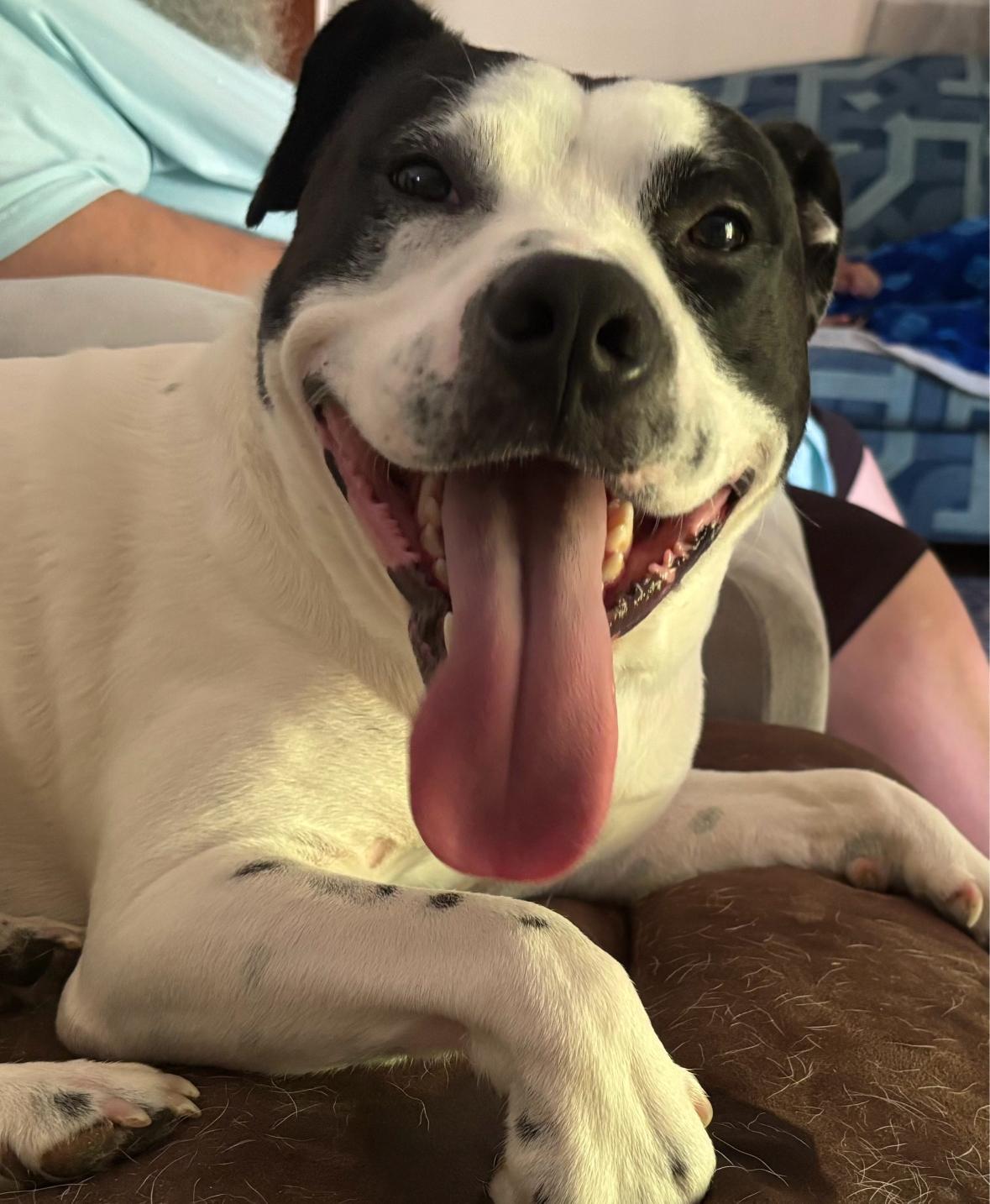 Enlarge Marino, a Adoptable mixed breed in New Boston, NH image 4/6