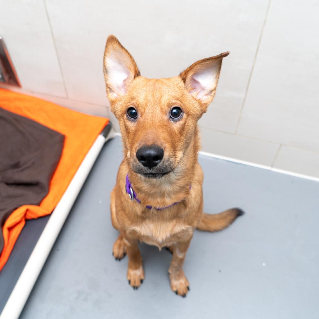 Timberlake, Adoptable, Young Male Shepherd & Mixed Breed.