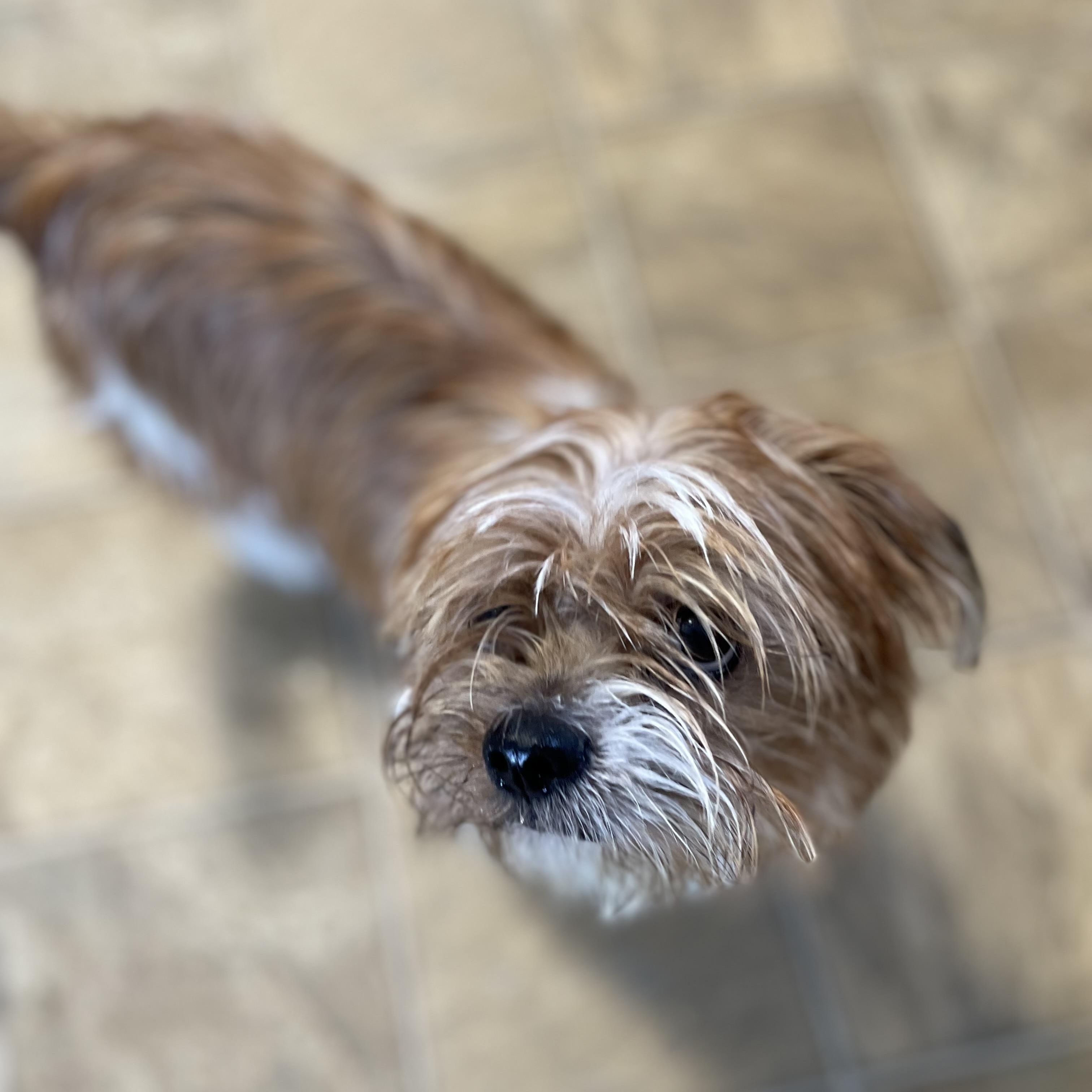 Enlarge Dabney, a Adoptable mixed breed in Oxford, MI image 3/4