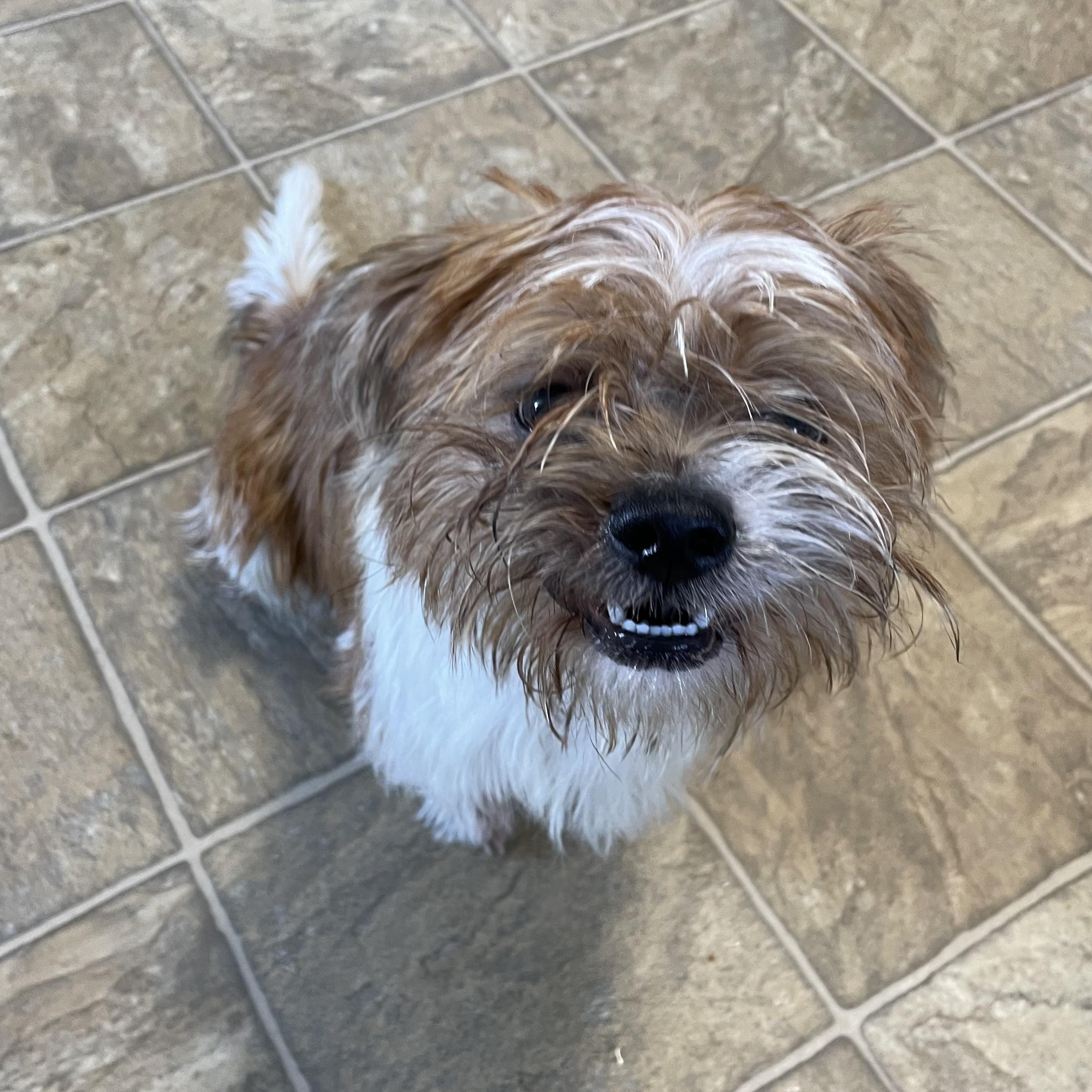 Dabney, Adoptable, Young Male Shih Tzu & Mixed Breed.