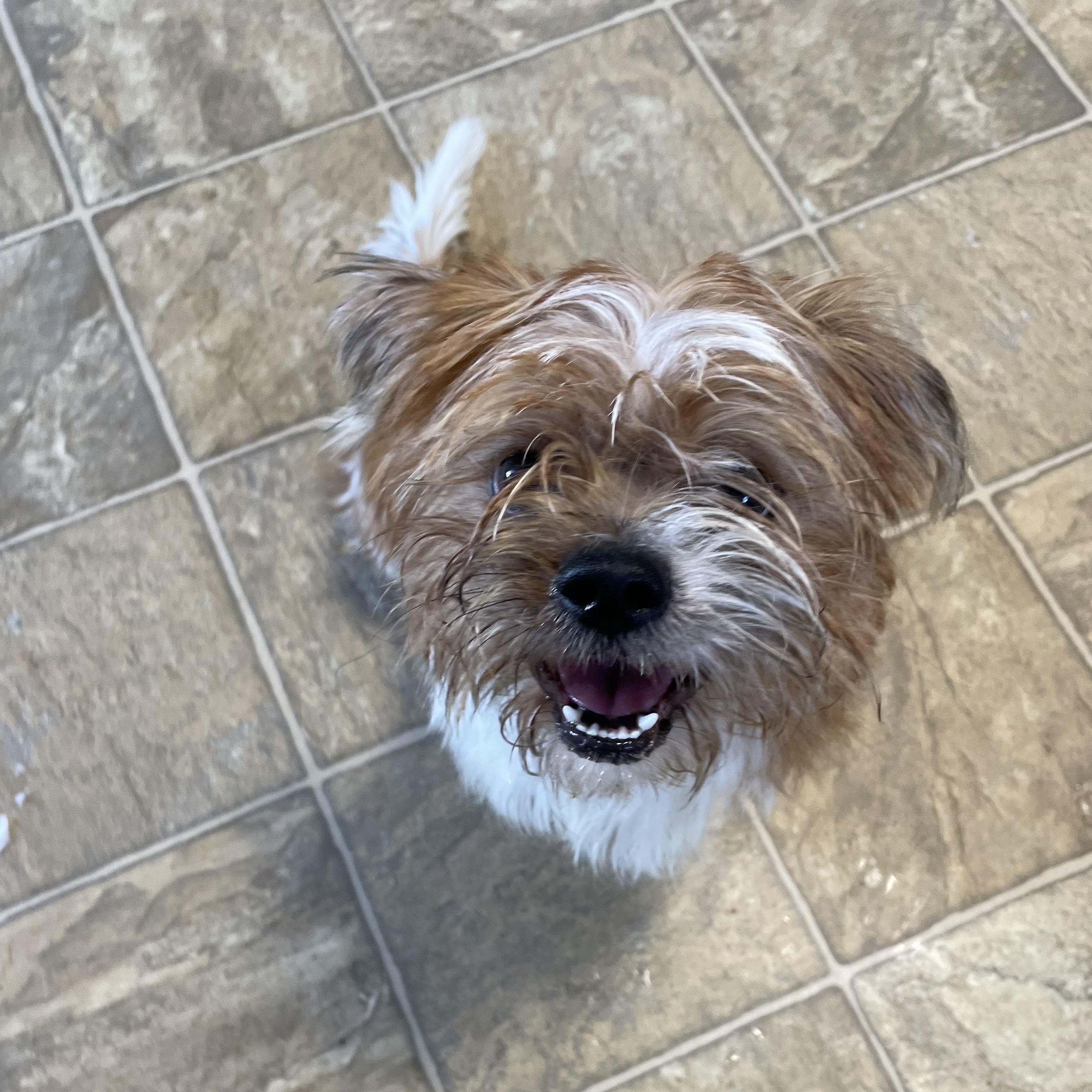 Enlarge Dabney, a Adoptable mixed breed in Oxford, MI image 2/4