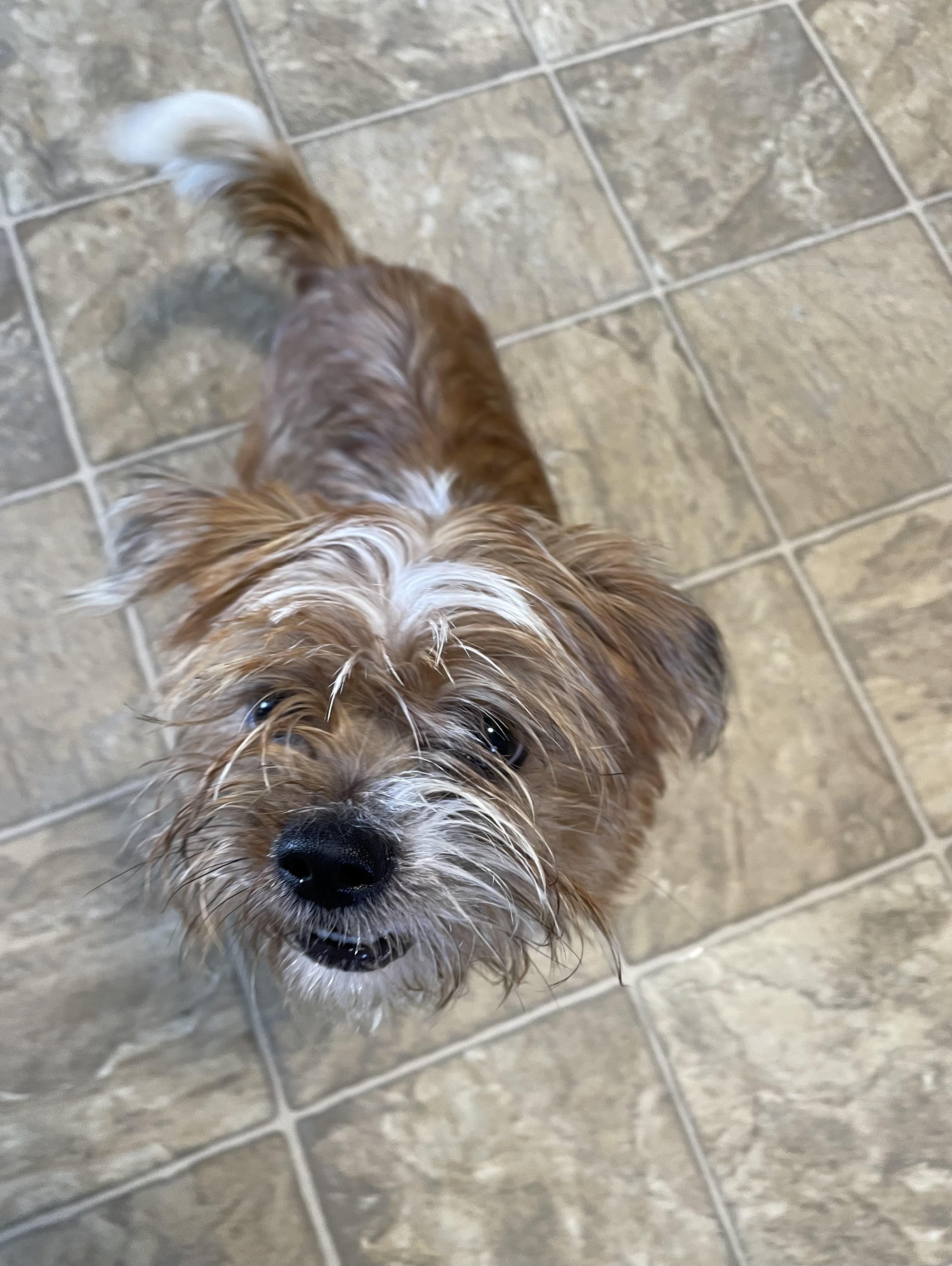 Enlarge Dabney, a Adoptable mixed breed in Oxford, MI image 4/4