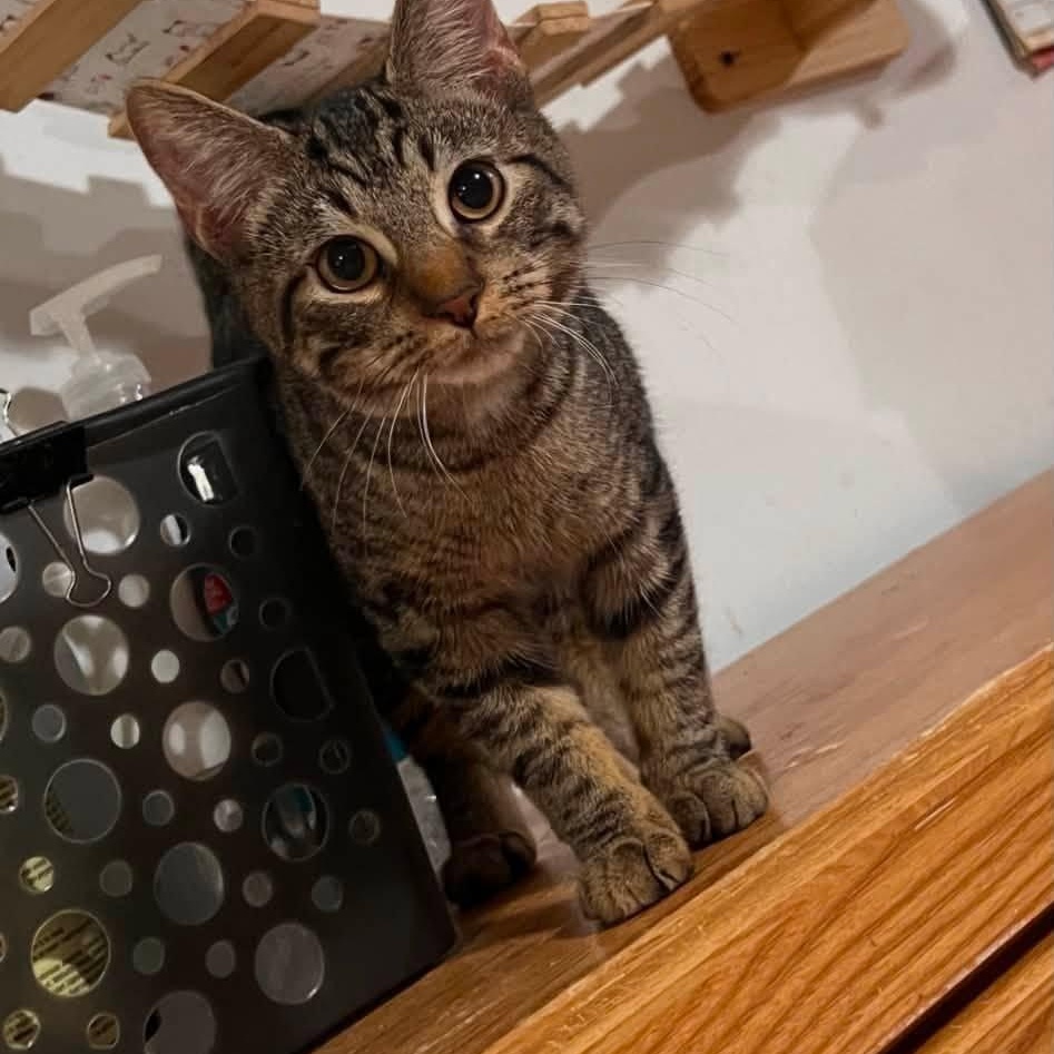 Roman, adopted, Kitten Male Domestic Short Hair.