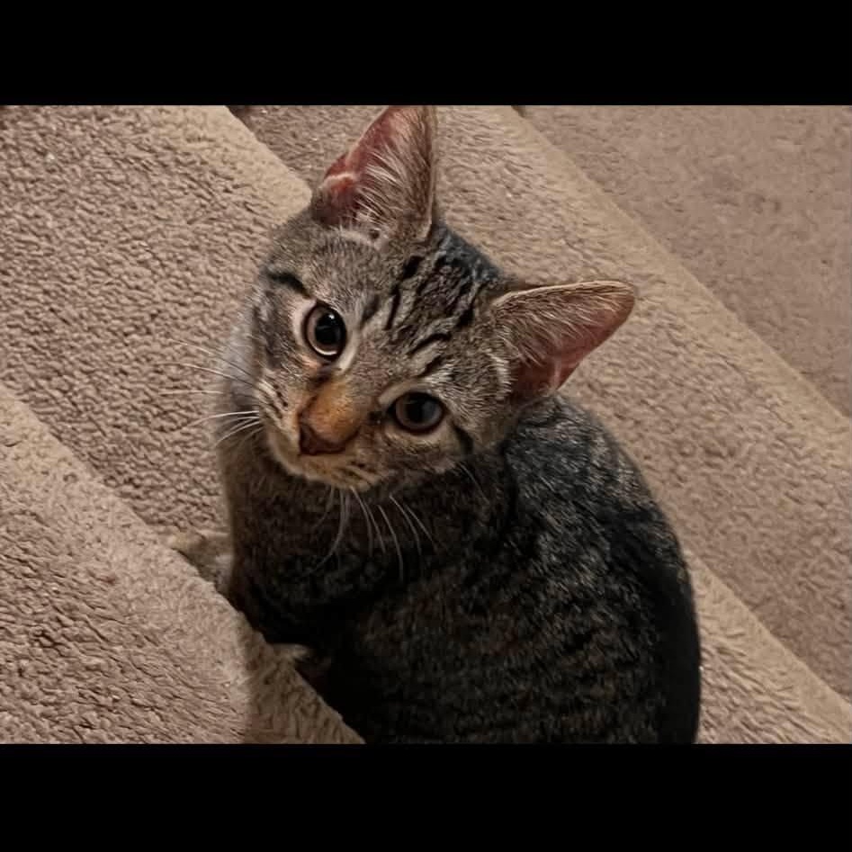 Roman, an adopted Domestic Short Hair in Cleveland, OH image 4/4
