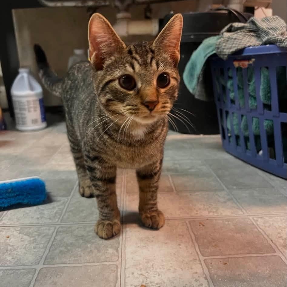 Roman, an adopted Domestic Short Hair in Cleveland, OH image 2/4