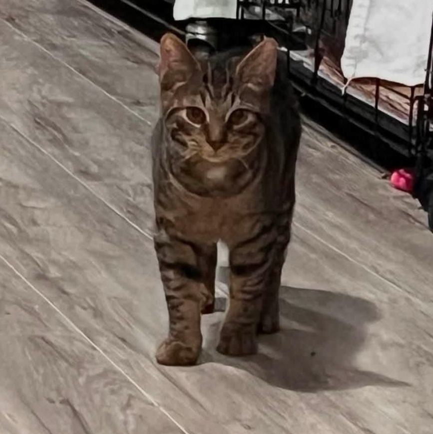 Roman, an adopted Domestic Short Hair in Cleveland, OH image 3/4