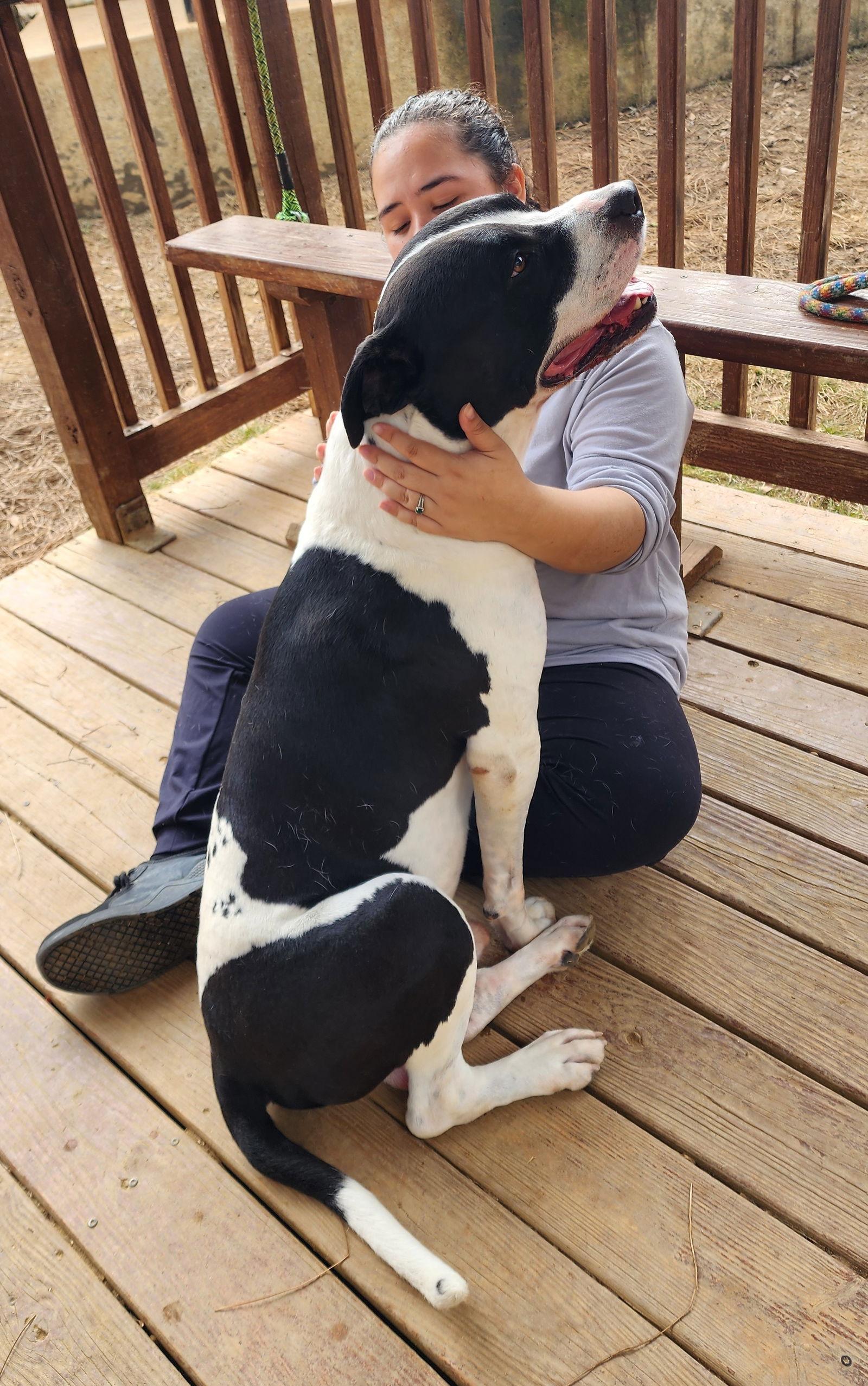 Enlarge 251820  Zeus, a Adoptable American Bulldog in Wetumpka, AL image 1/3